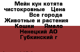 Мейн-кун котята чистокровные › Цена ­ 25 000 - Все города Животные и растения » Кошки   . Ямало-Ненецкий АО,Губкинский г.